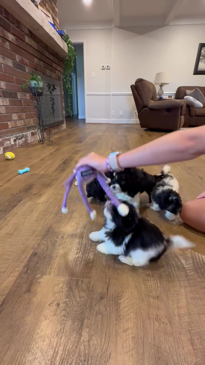 Have you ever seen a more bouncy puppy? Adorable!! The brown and white ...