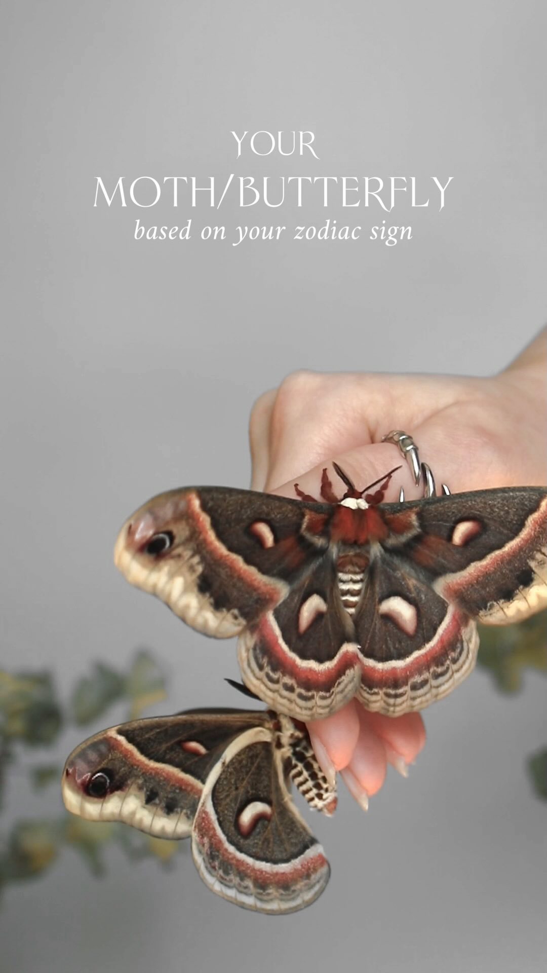 Your moth/butterfly based on your zodiac sign (yes I picked the ghostly ...