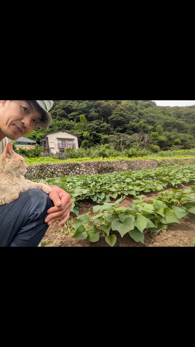 自然農園 日本晴 | Kamo-gun Shizuoka