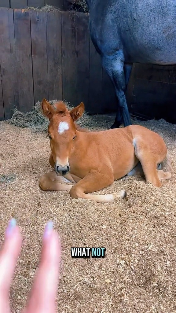 邦楽 The Tale of Roan Horses / BOYS AGE What does “roan” mean?🐴💕 | Katie Van Slyke