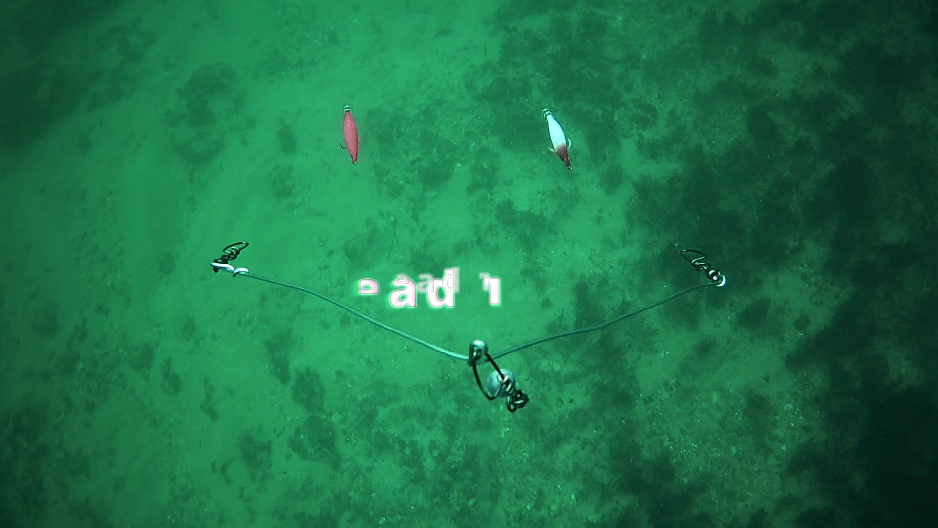 How #squid react to different colours? I ran a test between the trusty ...