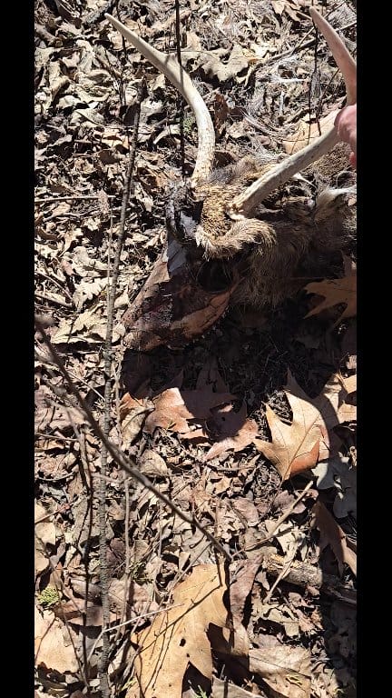 I think we found a world record spike! 🤣 #wisconsin #woods #antlers # ...