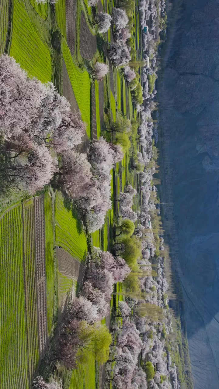 The cherry blossom season in Gilgit Baltistan is a dreamy moment, when ...