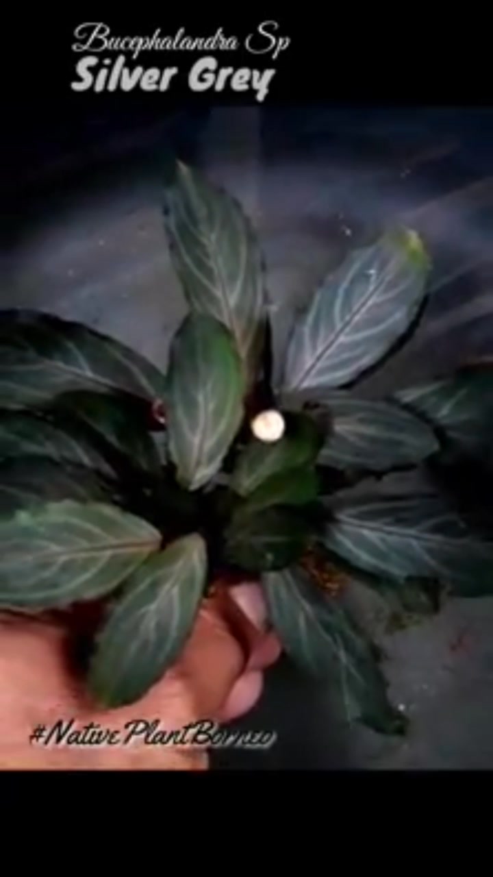 Identifying Bucephalandra Silver Grey and Pearl Grey varieties