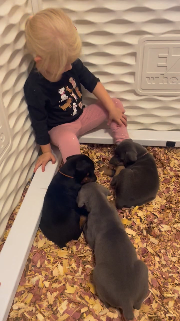 Curated visual reference: Crate Training Doves For Socialization Reference: Along With Beginning The Crate Training Process For You This