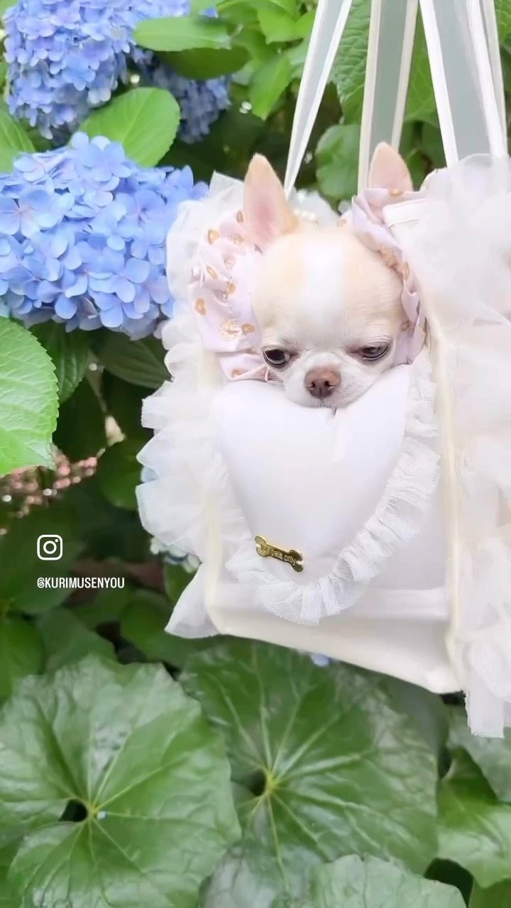 For Pets Only (@forpetsonly) - Photos | Facebook