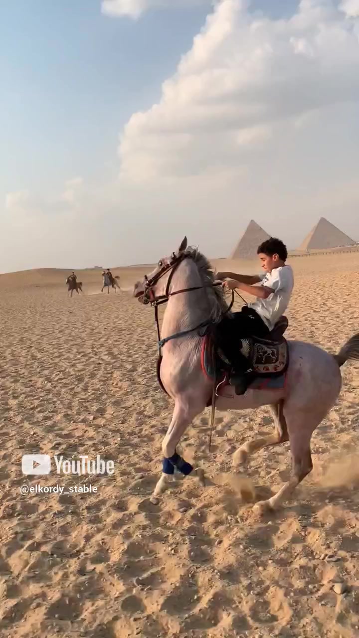 Elkordy stable | Cairo