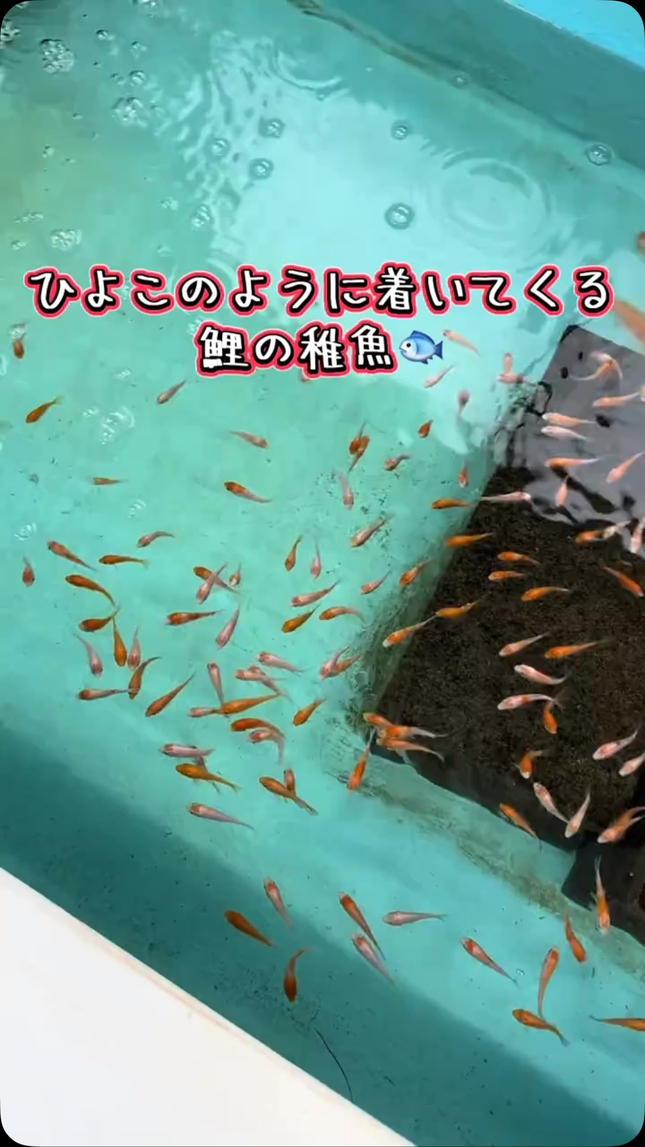 AQUA FISH | Gamo-gun Shiga
