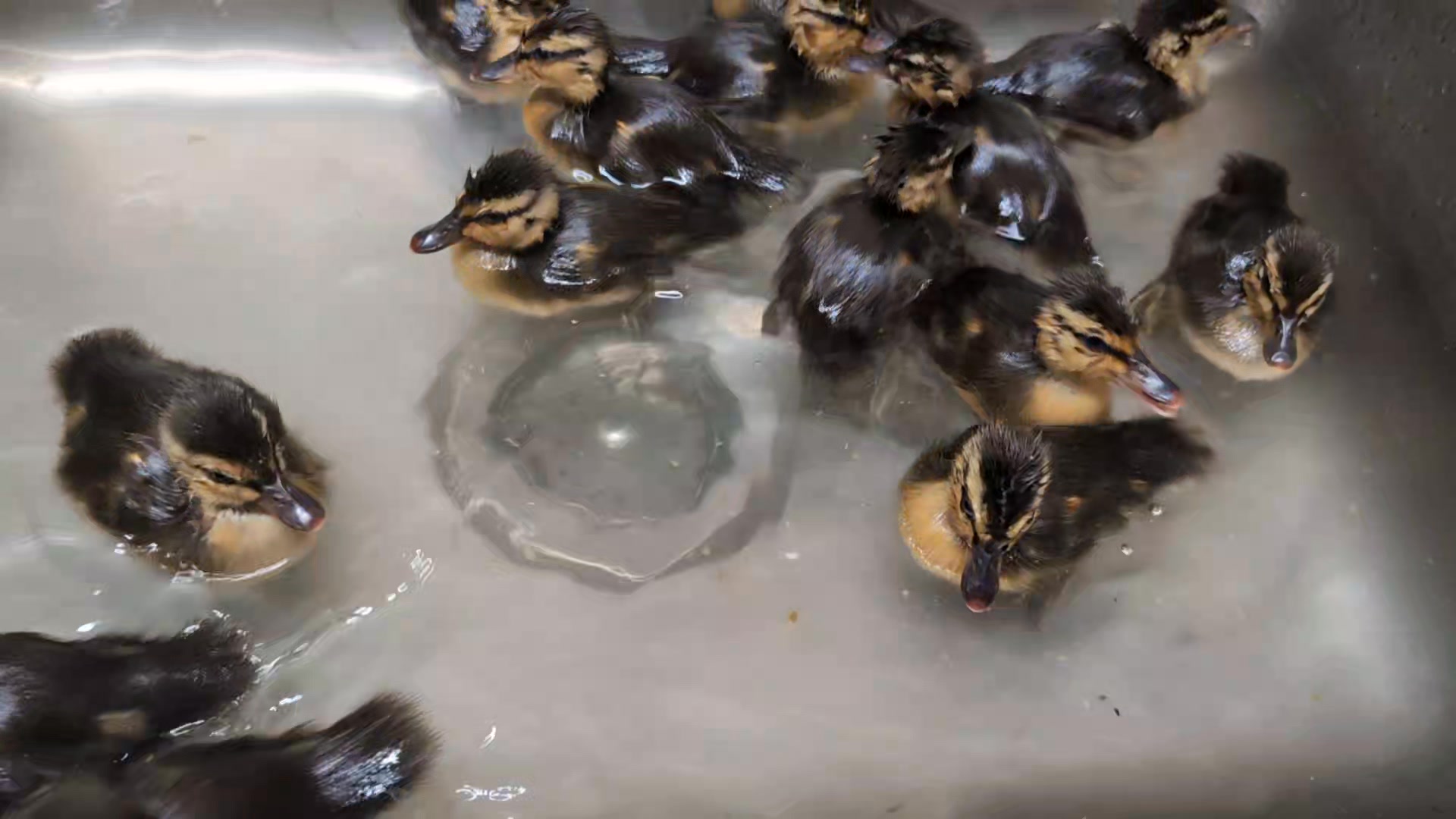 What do you do if you have a duck nest in a high traffic area? Call the ...