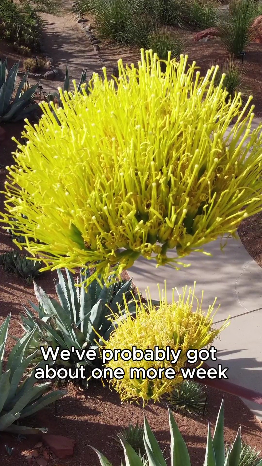 A milestone moment—our first agave bloom has officially reached