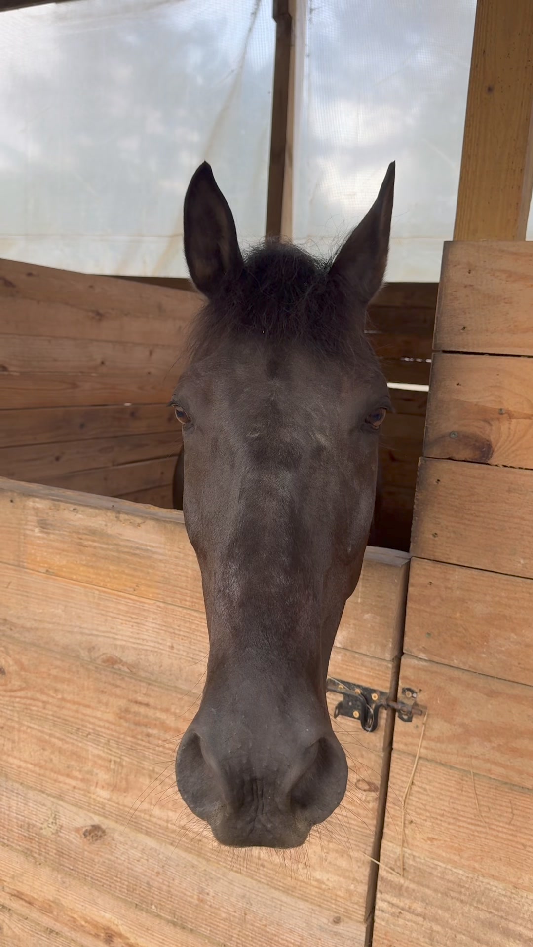 Conversations with Draco | Smooth Moves Ranch | Facebook