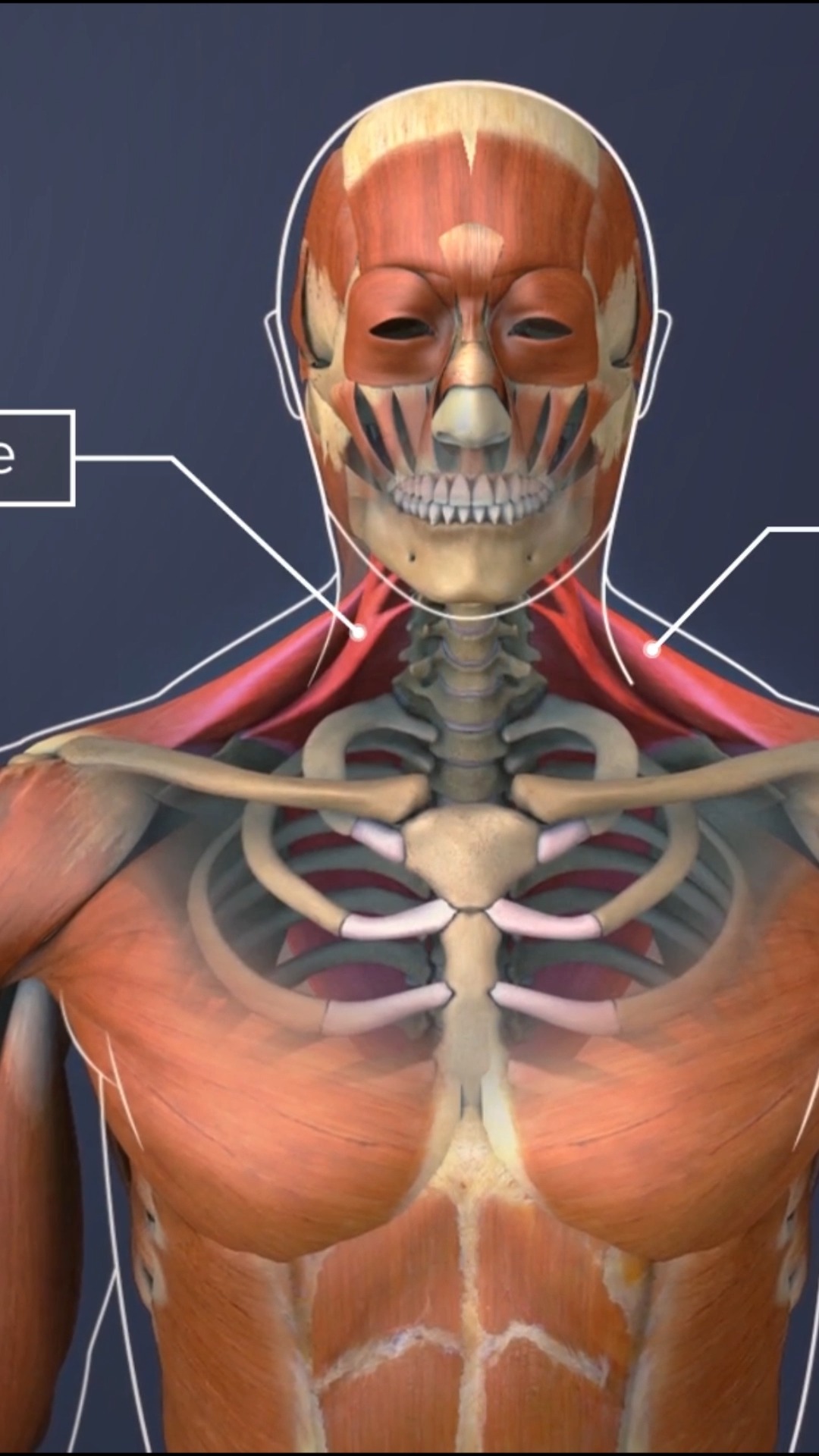 Need to understand how your neck controls movement and sensation ...