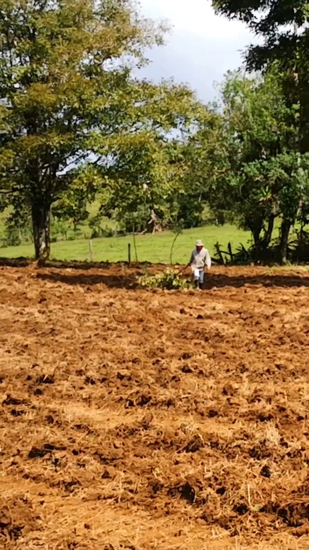 El pasto Camello Blend, es un pasto que puede alcanzar una altura de ...