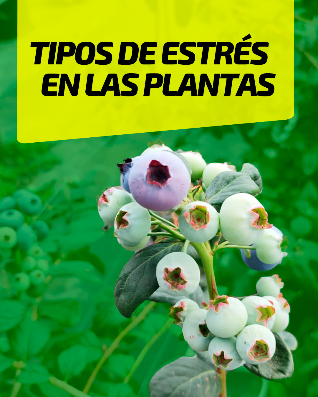 Fermil Fertilizantes