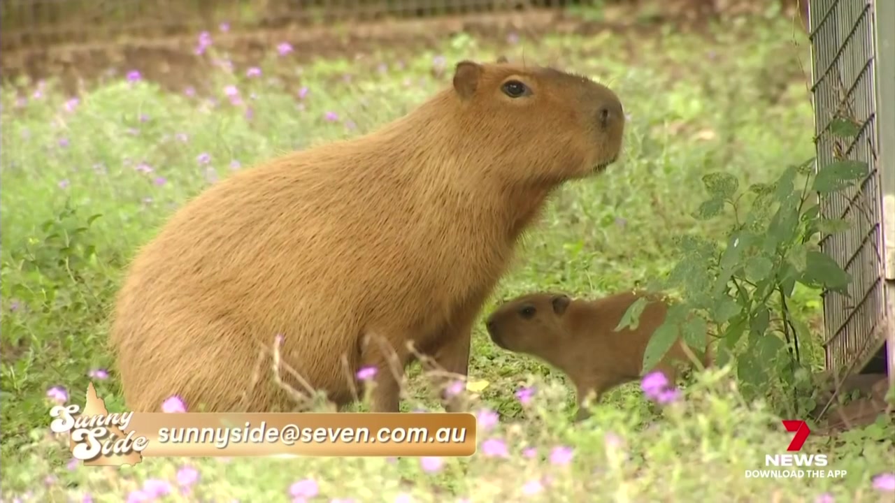 They're the rodents which have taken the internet by storm, and Darling ...