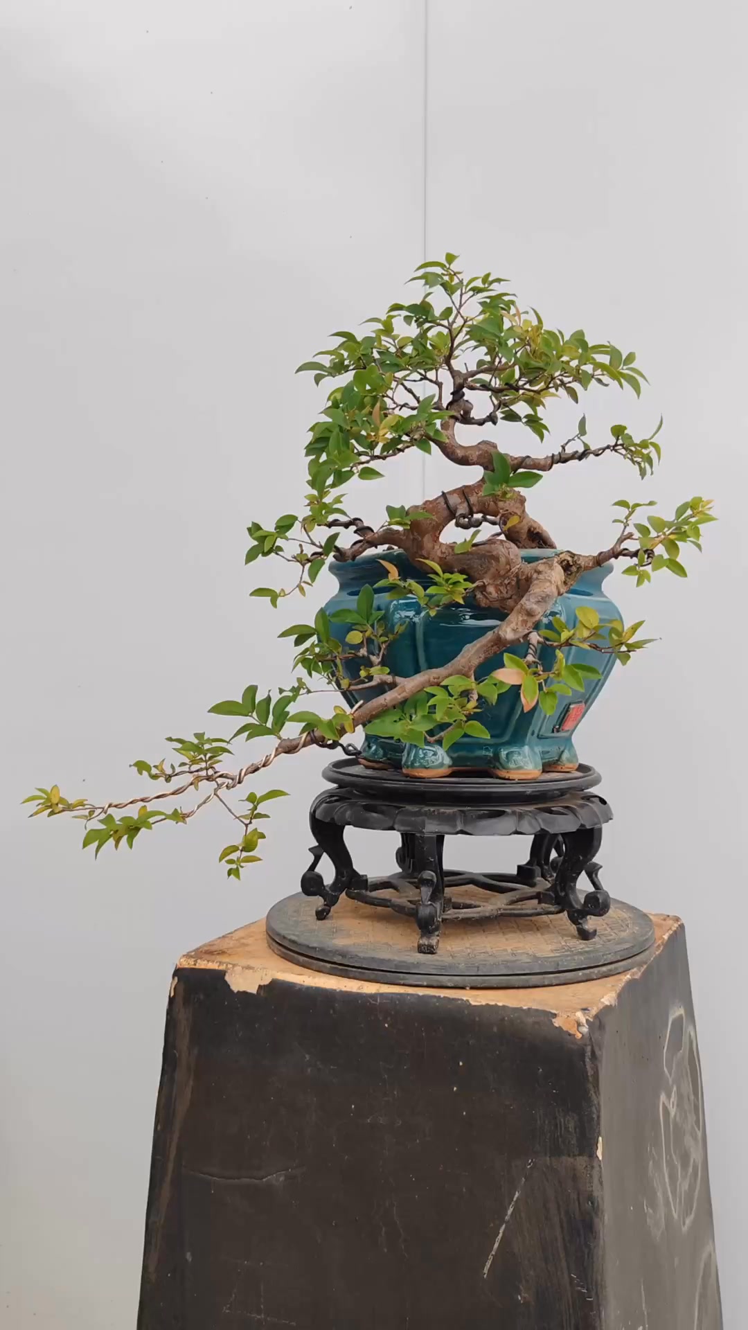 Bonsai material Ciff! #nana #nanabonbonsai #bonsai #bougainvillea # ...