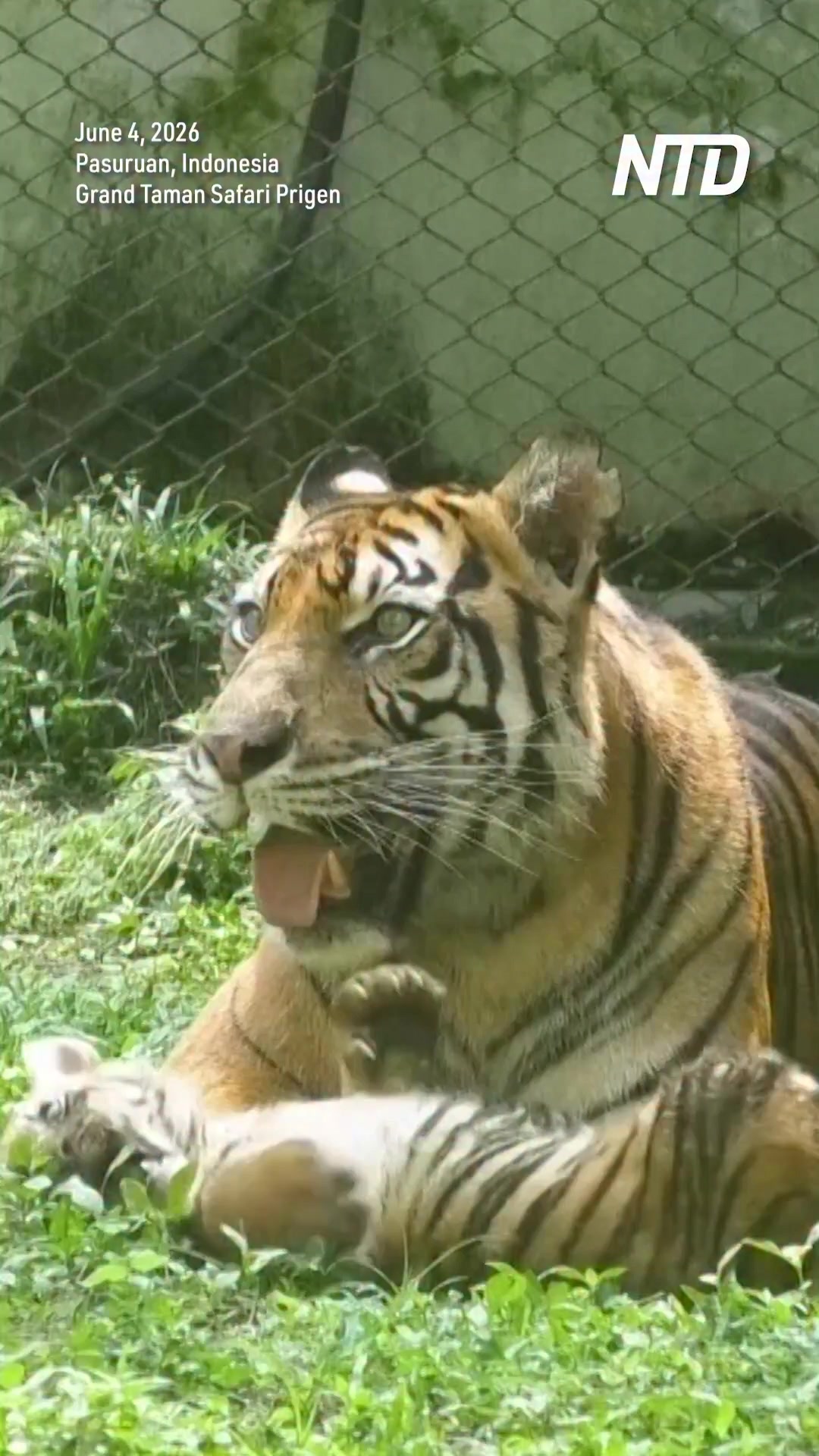 Four endangered Sumatran tiger cubs made their debut to the media  