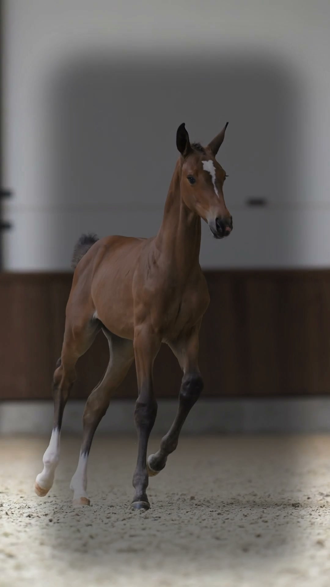 ✨ The Filly Edition is Coming 📅 22 August An exclusive