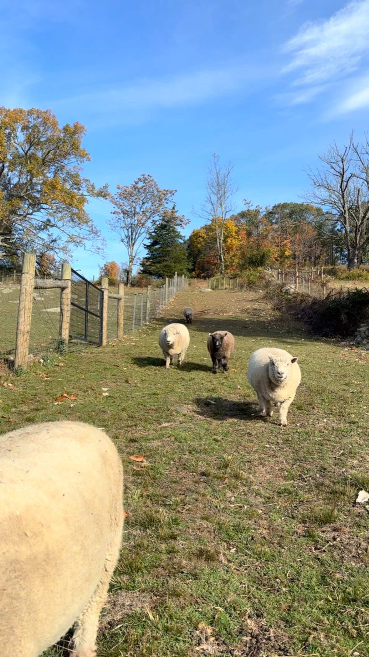 There is some variation in our sheep athleticism, but we love them all ...