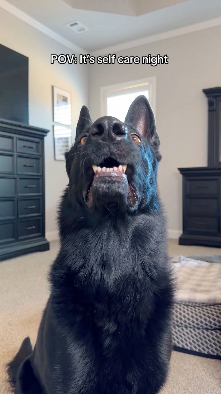 You ate the princess! | My Dogs Dope