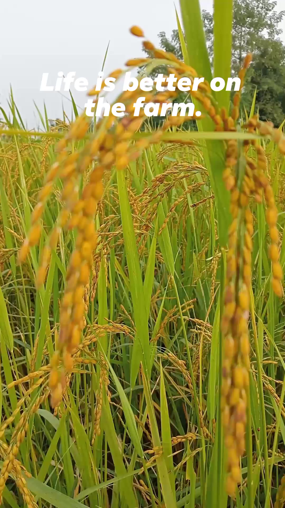 Himalaya Organic Garden | Kathmandu