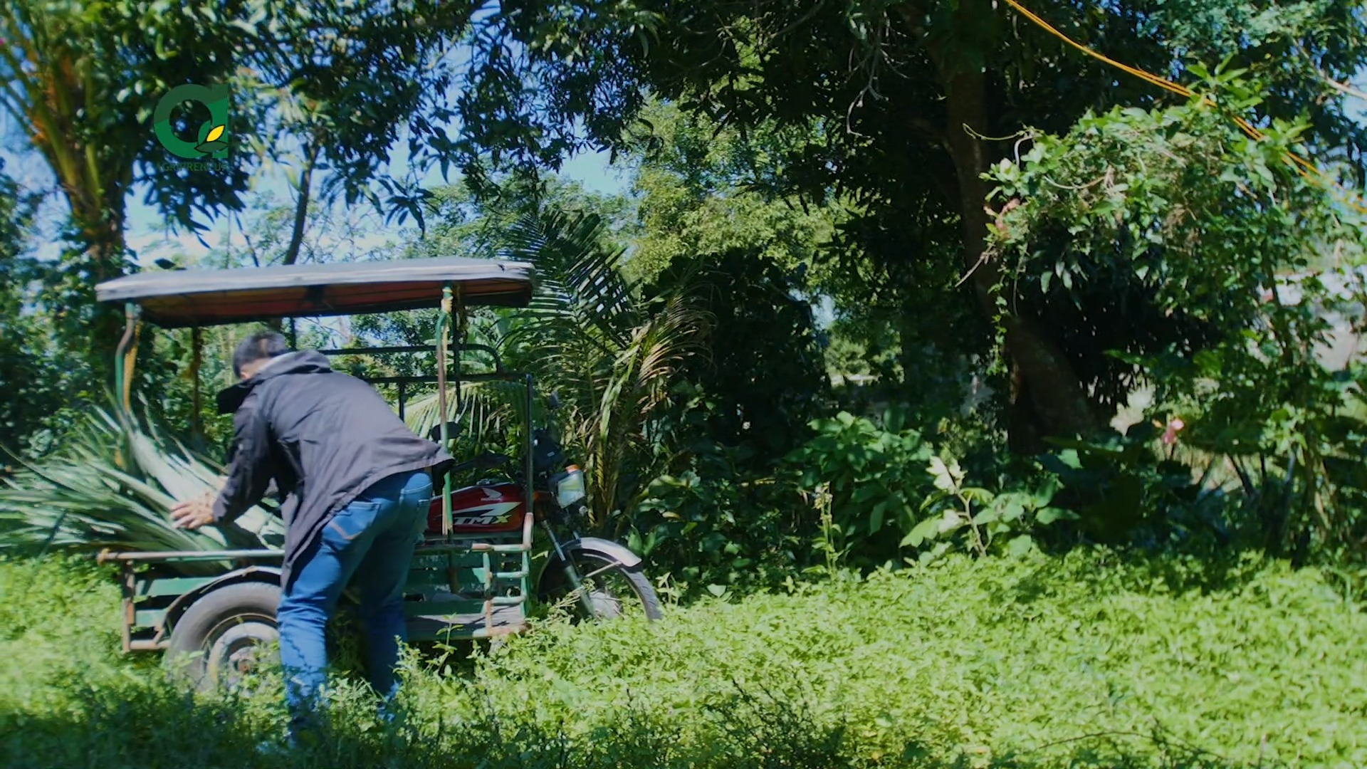 Paano nga ba hinaharvest ang hibla ng pinya? Mula sa farm papuntang ...