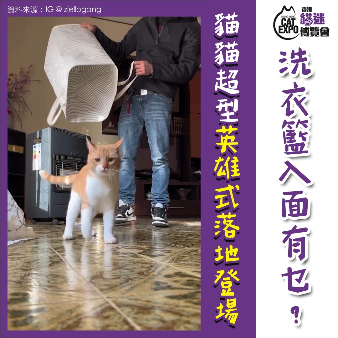 香港貓迷博覽會 Hong Kong Cat Expo