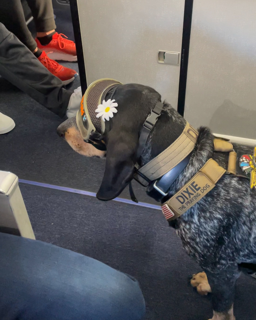 We love Dixie the praying dog 🥹🫶 | LADbible Australia | Facebook