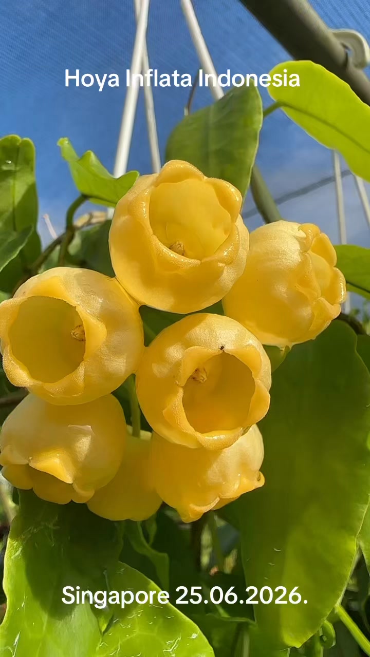 Hoya Inflata Indonesia $10,$16 | Orchid Hoya SG