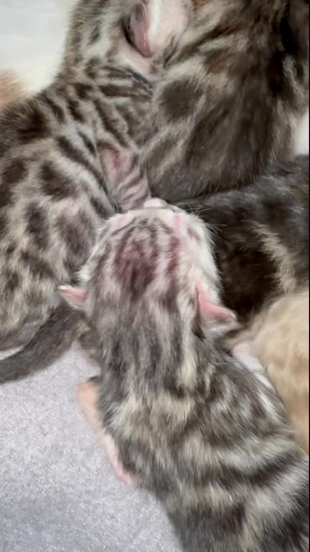 🌟 What’s a Torbie Bengal? 🌟 Ever heard the word torbie and wondered ...