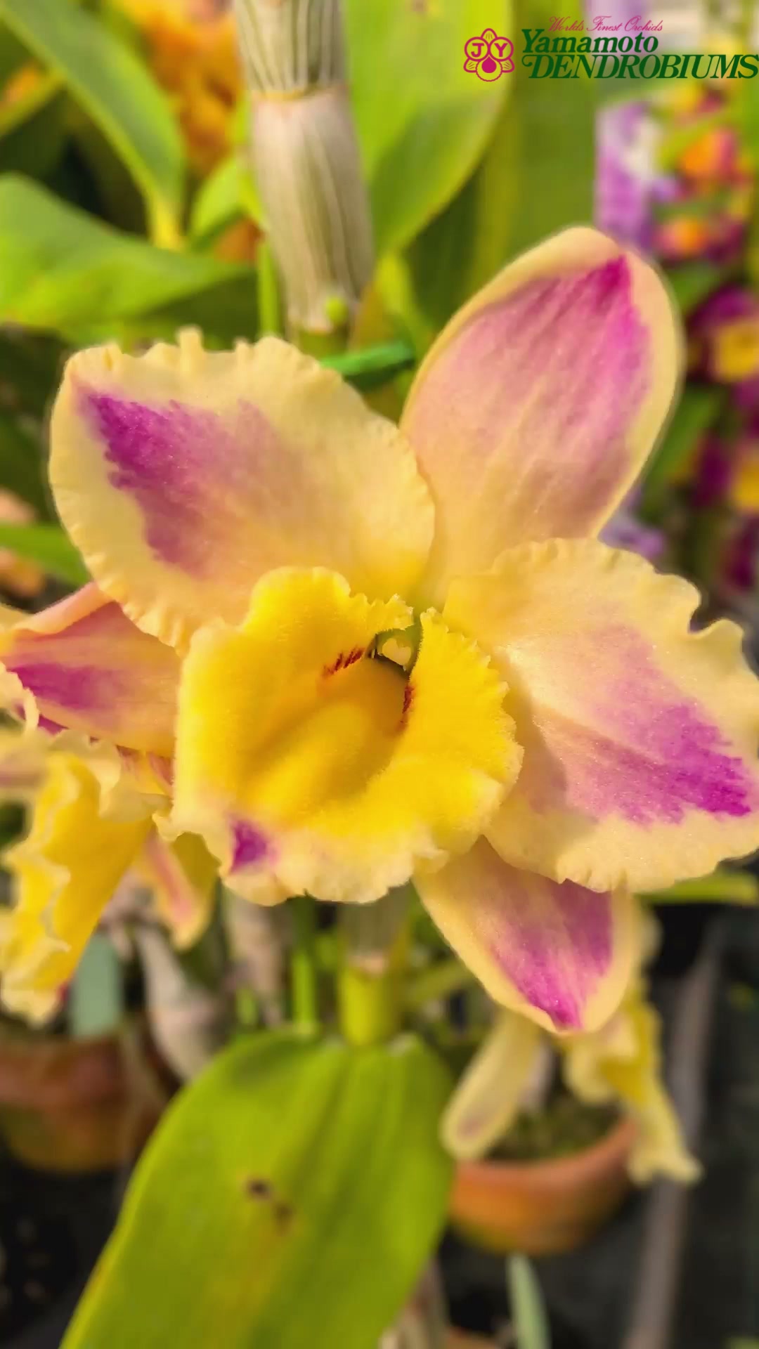 Den. Oriental Magic 'Carnival' (Den. Spring Sunset x Den. Yuubae