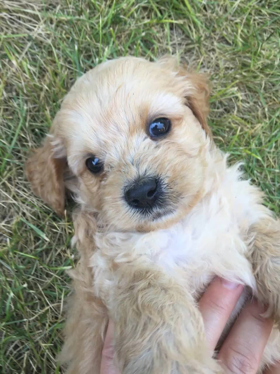 This spunky little stinker will be 8 weeks old on September 2nd. If you ...
