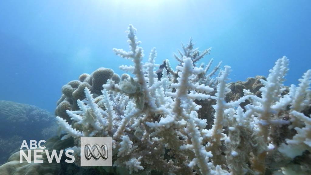 Climate change is the biggest threat to the Great Barrier Reef ...