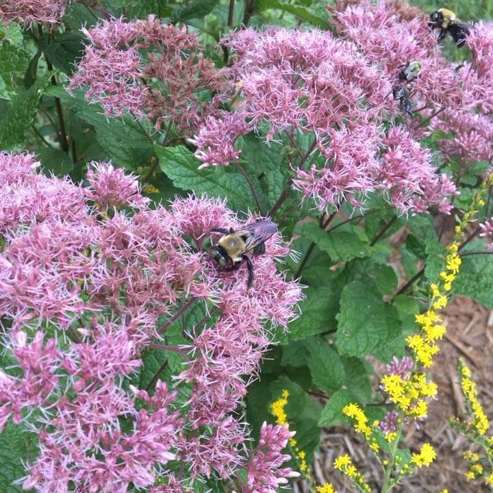 Love fall natives for the pollinators! So important to add them to your ...