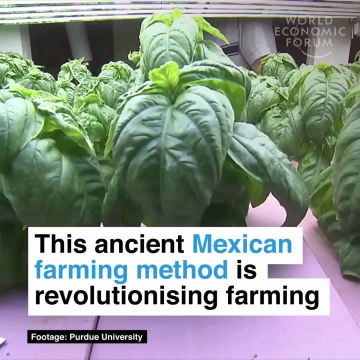 This ancient Mexican farming method is revolutionising farming ...