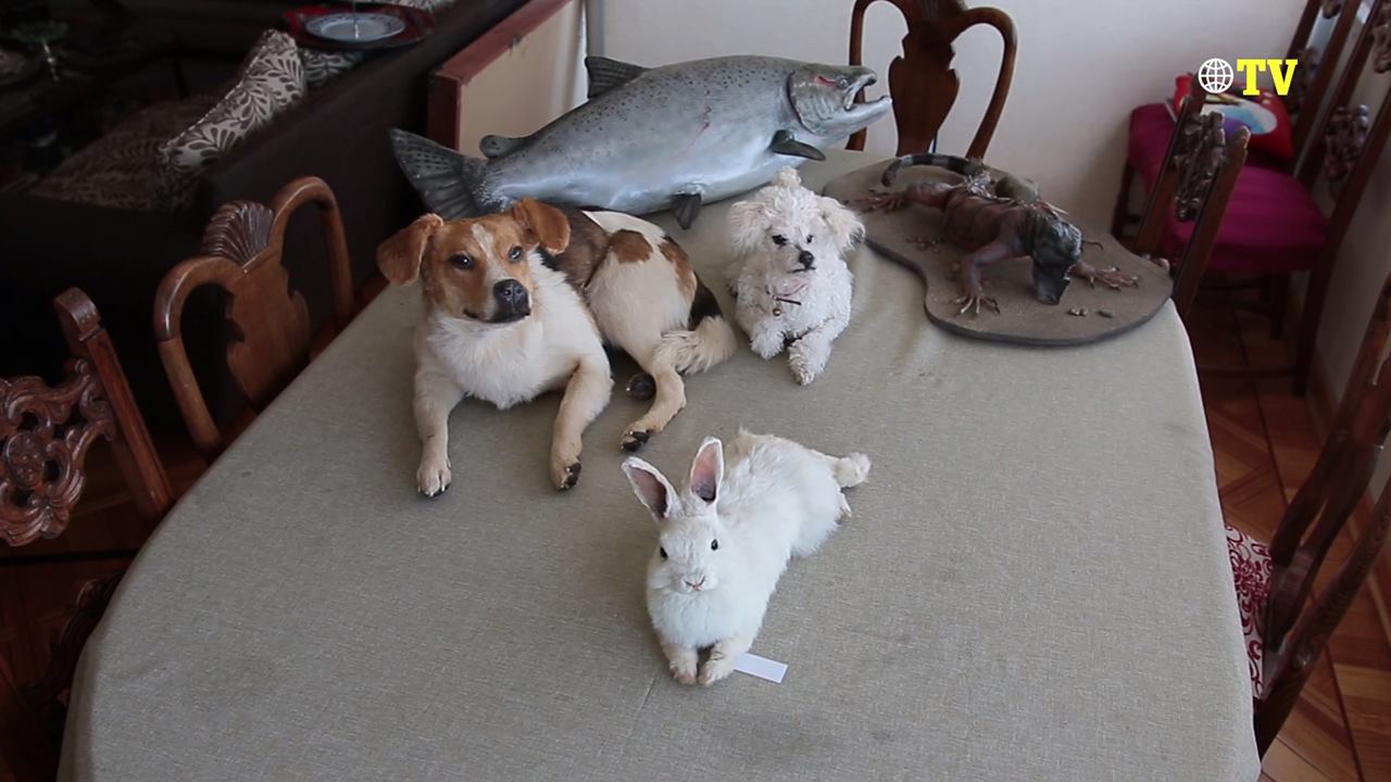 La taxidermia es considerada como el arte de disecar animales para ...