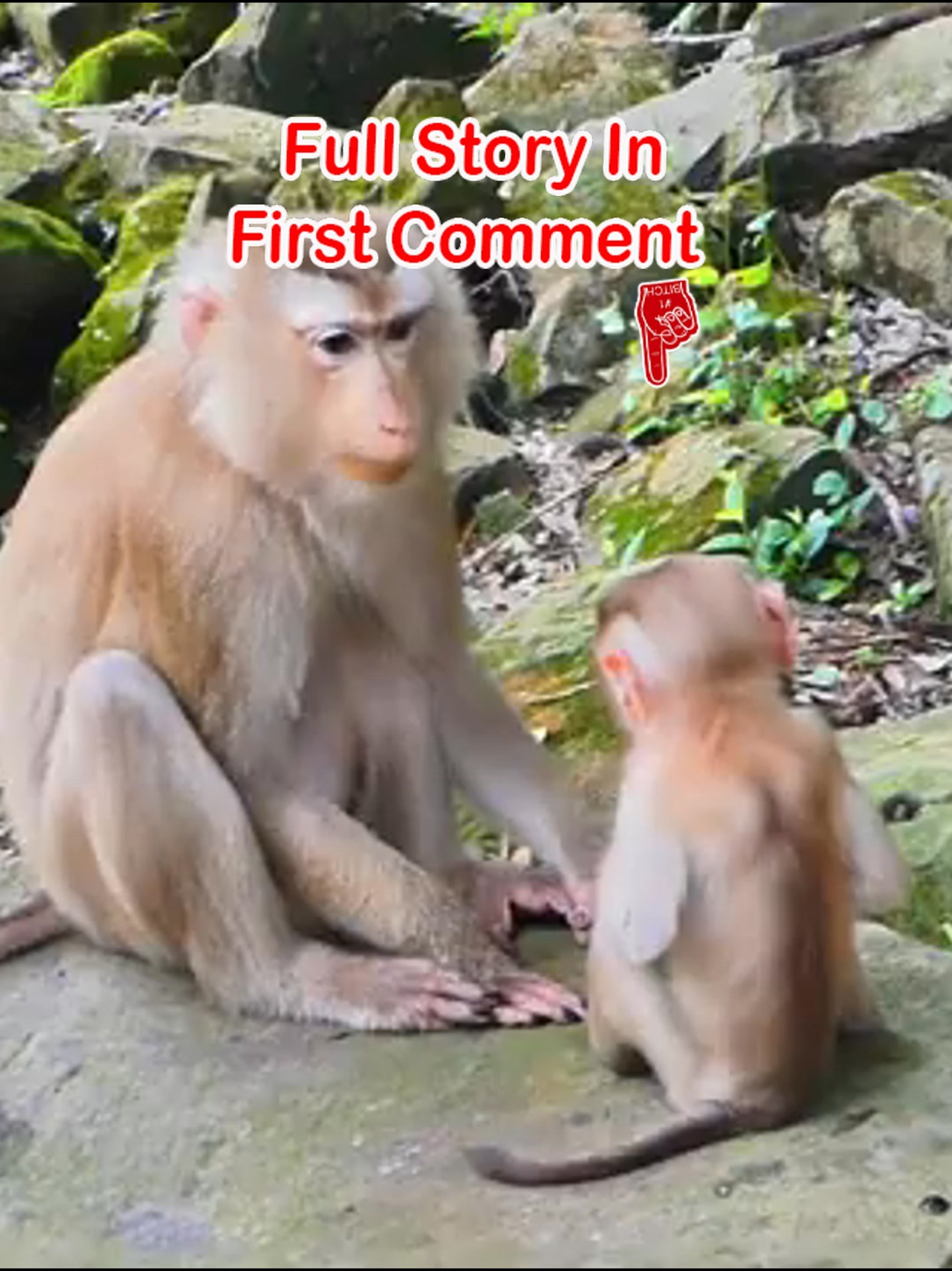 Full Story In First Comment 👇 #monkey #monkeys #reels | monkey monkey ...