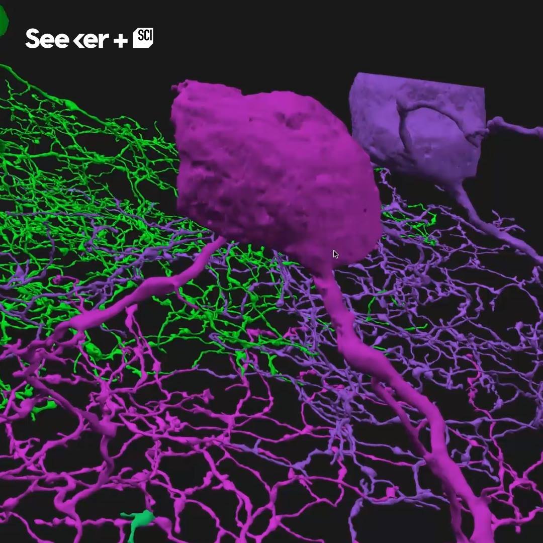 A 3D Map Of A Mouse Retina Created by Crowdsourcing | video game, mouse ...