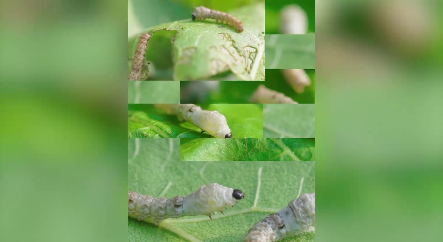 The Insects Growth Station is a silkworm breeding device set up in ...
