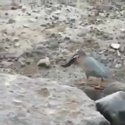 bird lures fish with bread Haat Jigging Spoon - Wonder One of the smartest birds