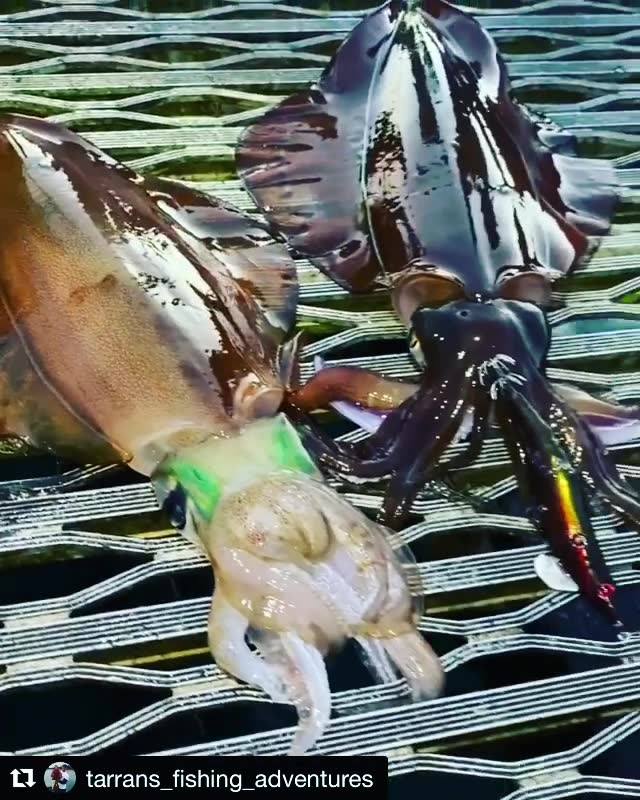 Tarran @tarrans_fishing_adventures showing how successful bigger jigs ...
