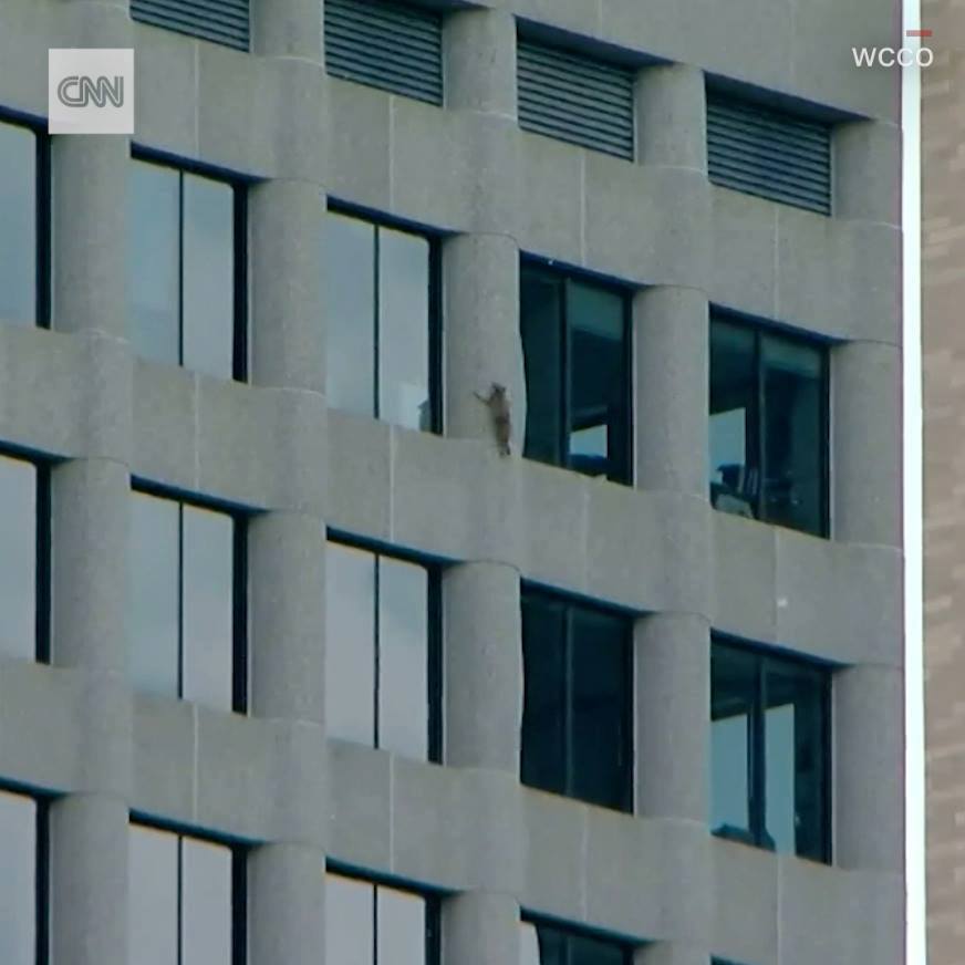 Raccoon captivates internet with Minnesota skyscraper climb | This ...