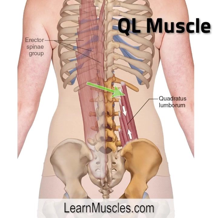 Quadratus Lumborum (the “QL”) muscle. 👍👍 . The attachments are simply ...