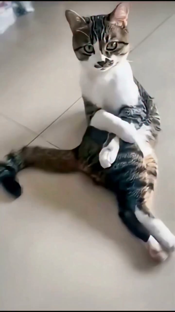 Love CATS (@official.LoveCATS) • Facebook