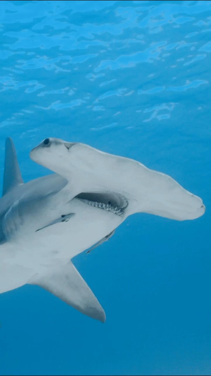 How to ID a hammerhead shark: You can tell it's a hammerhead by