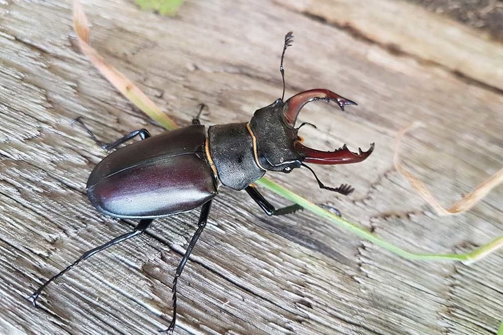 PalmsPark Media Insert! This is a stag beetle (likely a rare
