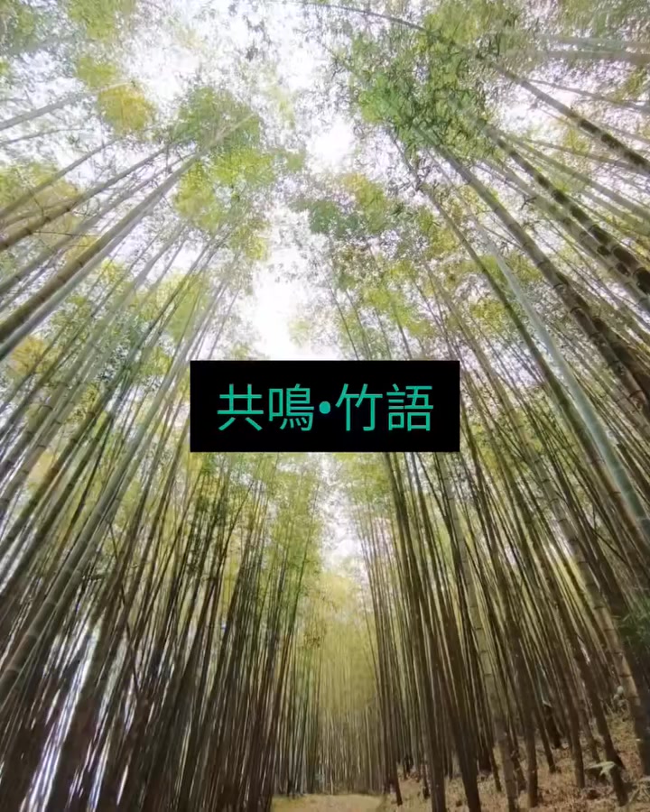 《共鳴•竹語》 走進竹林，享受一場竹琴與竹子對話所賦予的趣味🌿🥰 #唐竹小竹琴 #梅山的竹林 #羅正楎即興演奏 | 揚竹雙擊-羅正楎 Luo ...