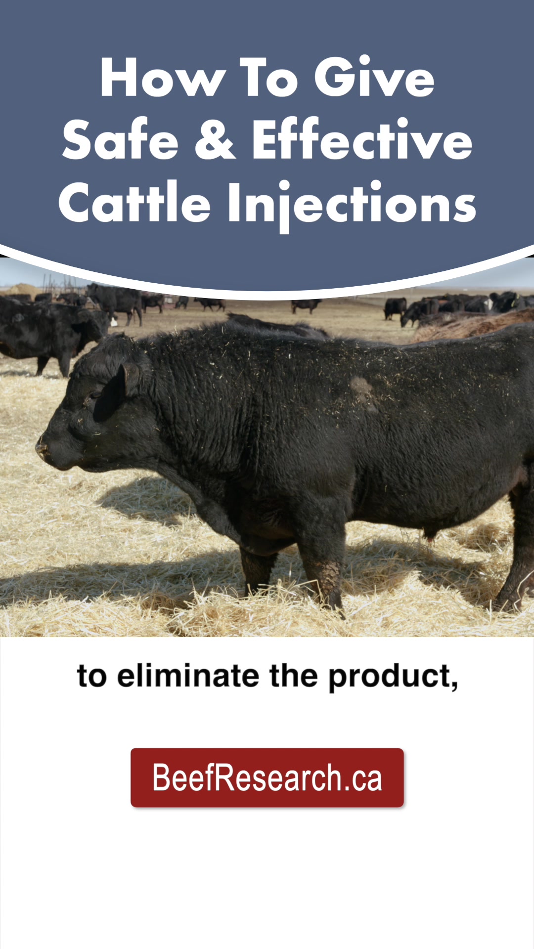 When choosing to give cattle injections, many treatment decisions can ...