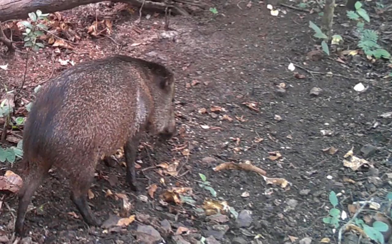Animal da nossa fauna #catetocoleirabranca | Oneir Rogerio | Facebook