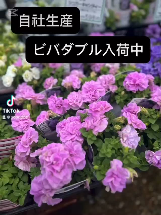 自社生産のビバも揃ってきました, ビバダブル, ガーデニング , 緑のマーケット 家庭菜園 兵庫 有 緑のマーケット